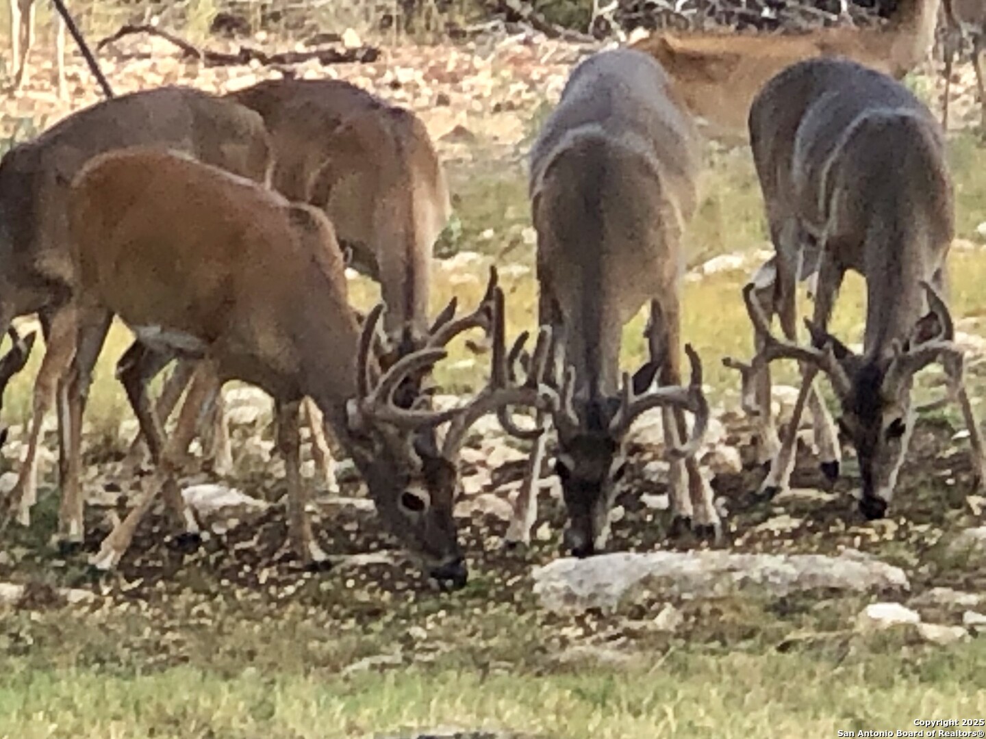 701 Kreutzberg Road Boerne, TX 78006 - Photo 41 of 43 a view of a yard of the house and tree
