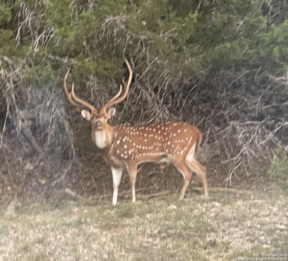 701 Kreutzberg Road Boerne, TX 78006 - Photo 43 of 43