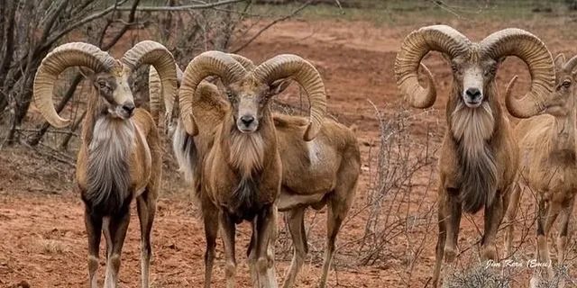 $6,100,000 | 290 County Road 290, Blackwell, TX 79506