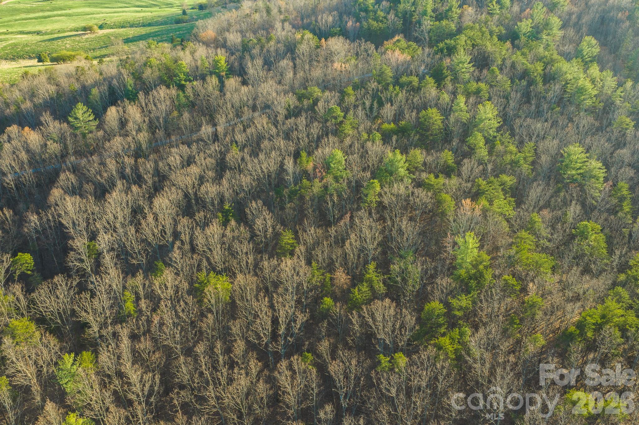 Tbd All Healing Springs Road, Unit 1 Taylorsville, NC 28681 - Photo 11 of 20 a view of a forest with a tree