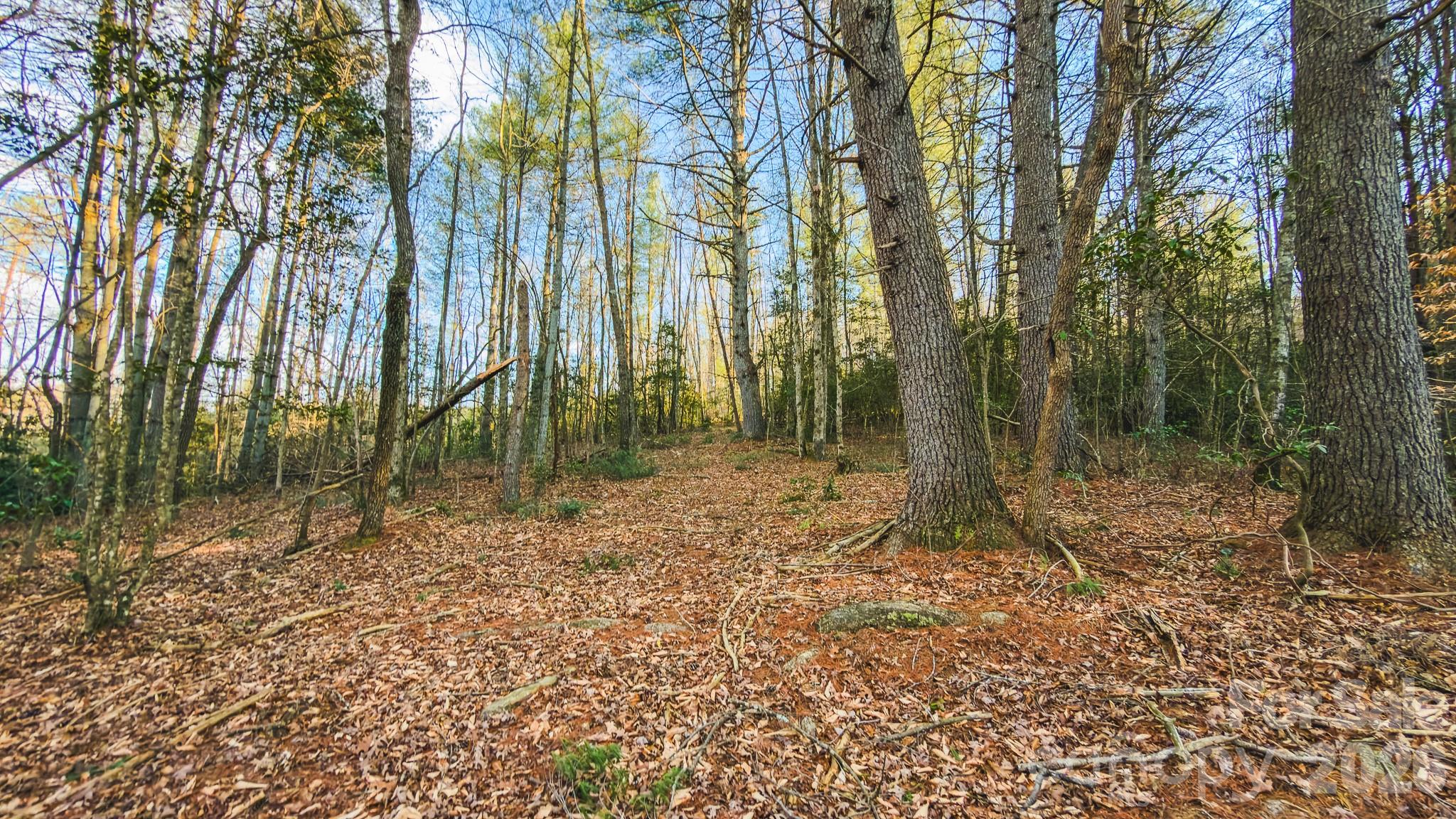 Tbd All Healing Springs Road, Unit 1 Taylorsville, NC 28681 - Photo 4 of 20 a view of outdoor space with trees