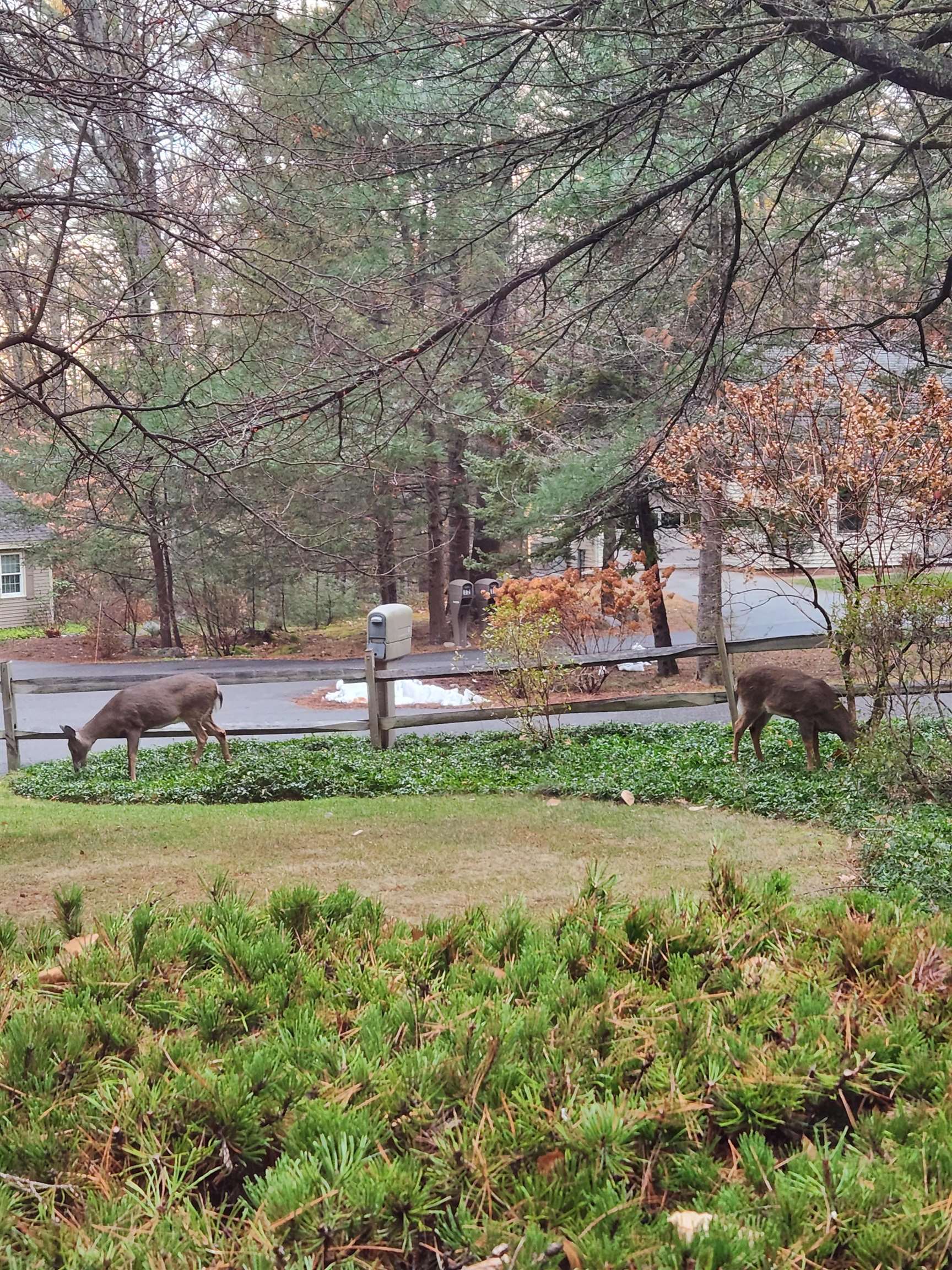 8 Laurel Circle Wolfeboro, NH 03894 - Photo 34 of 39