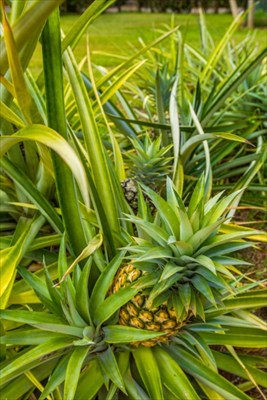 5706 Olohena Road, Unit 12 Kapaa, HI 96746 - Photo 19 of 22 Gallery Image 19