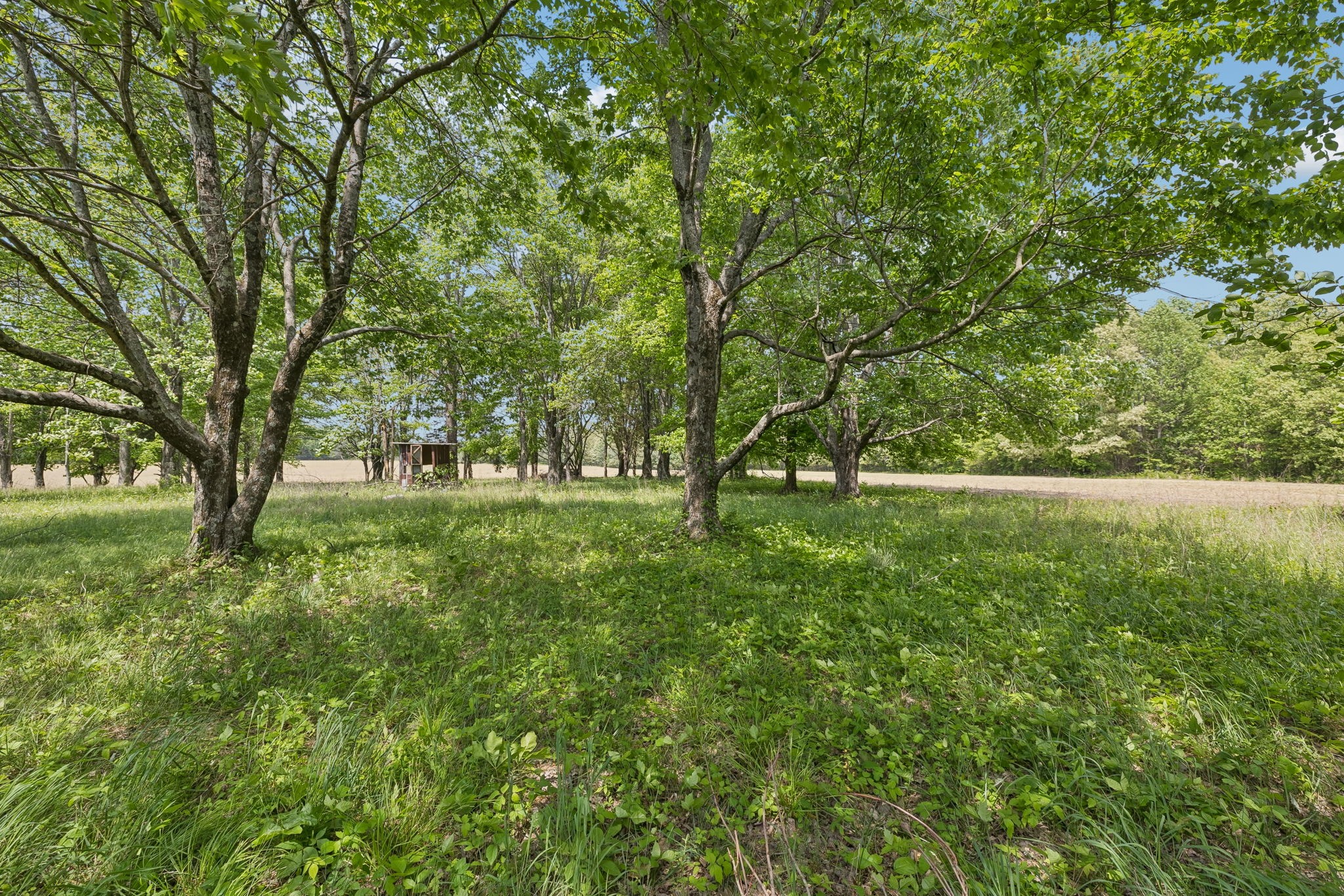473 Hickory Corner Road Bethpage, TN 37022 - Photo 12 of 45 a view of outdoor space with deck and trees