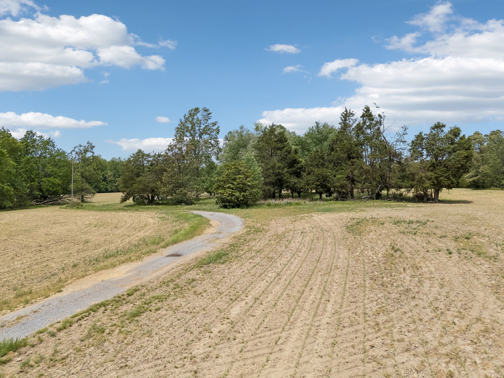 473 Hickory Corner Road Bethpage, TN 37022 - Photo 26 of 45 a view of yard with large trees