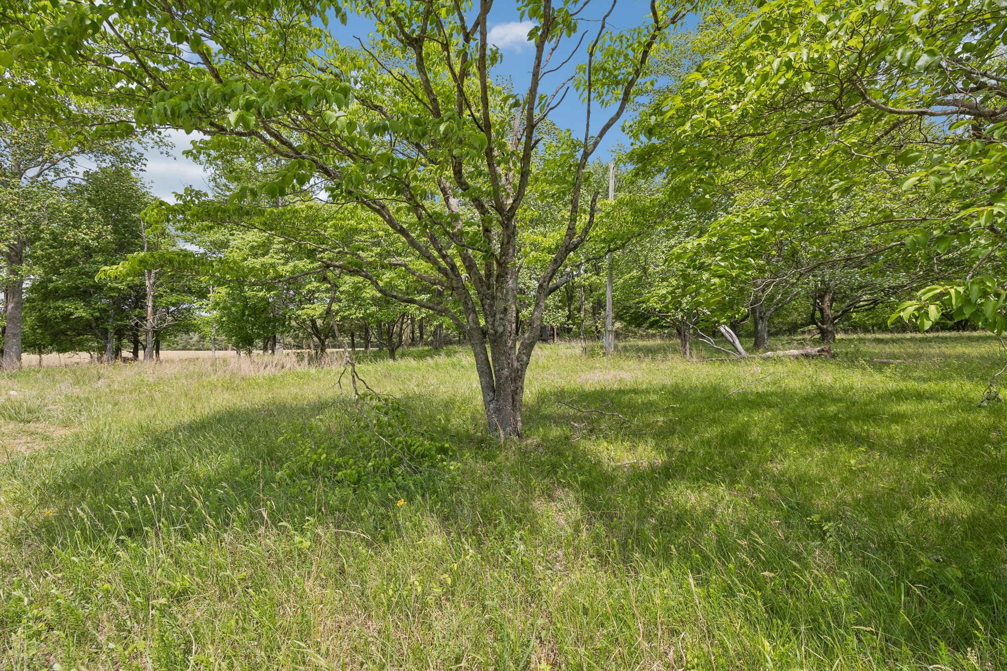473 Hickory Corner Road Bethpage, TN 37022 - Photo 36 of 45 a view of outdoor space with trees all around