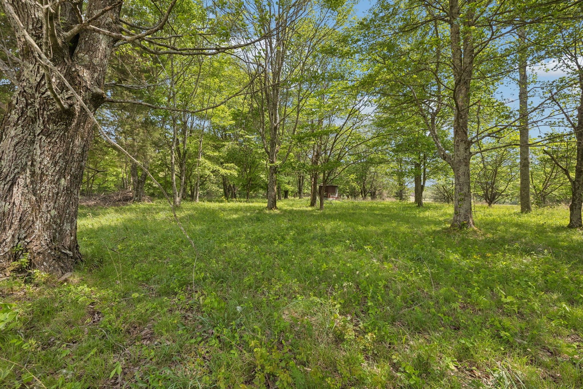 473 Hickory Corner Road Bethpage, TN 37022 - Photo 5 of 45 a grassy field with trees in the background