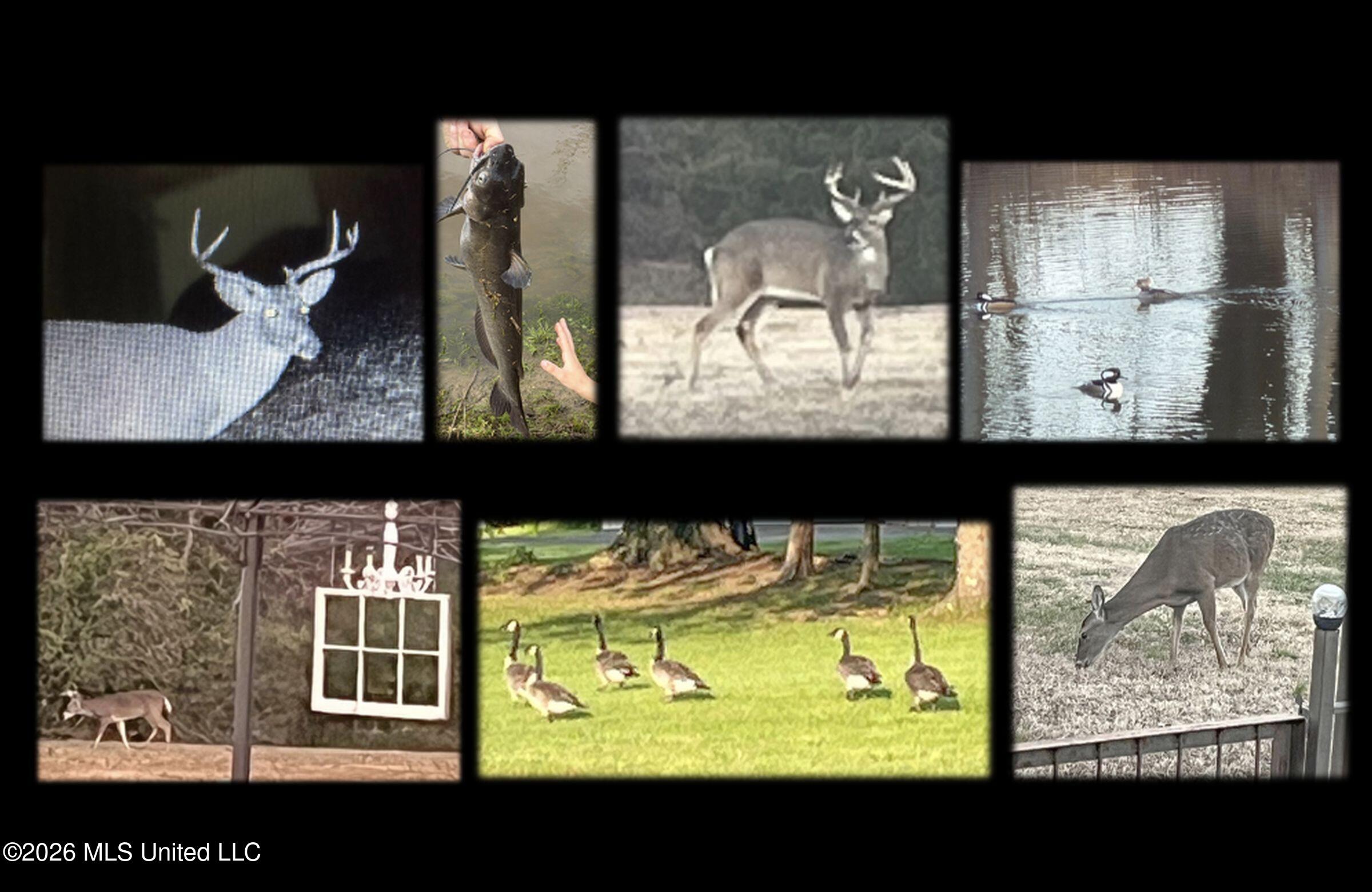 1311 Harmon Road Batesville, MS 38606 - Photo 4 of 180 1.2tmtm12