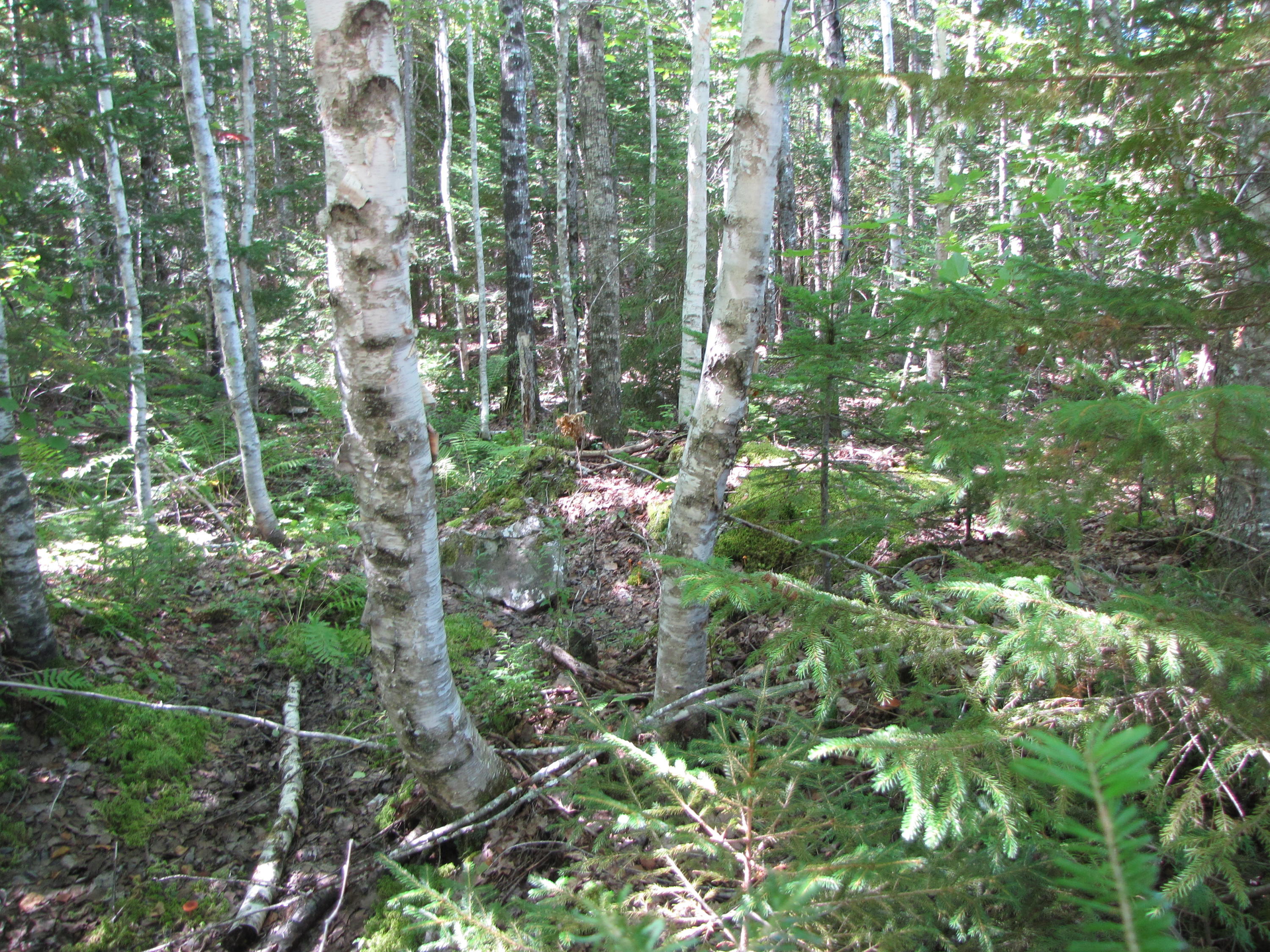 03 Plan Cherryfield, ME 04622 - Photo 21 of 36 IMG_0447