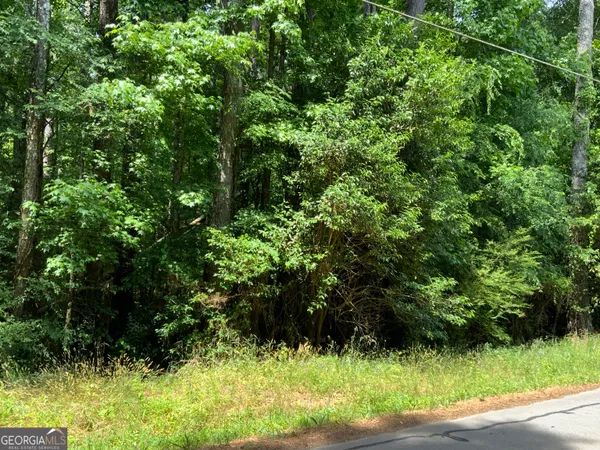 a view of a lush green forest