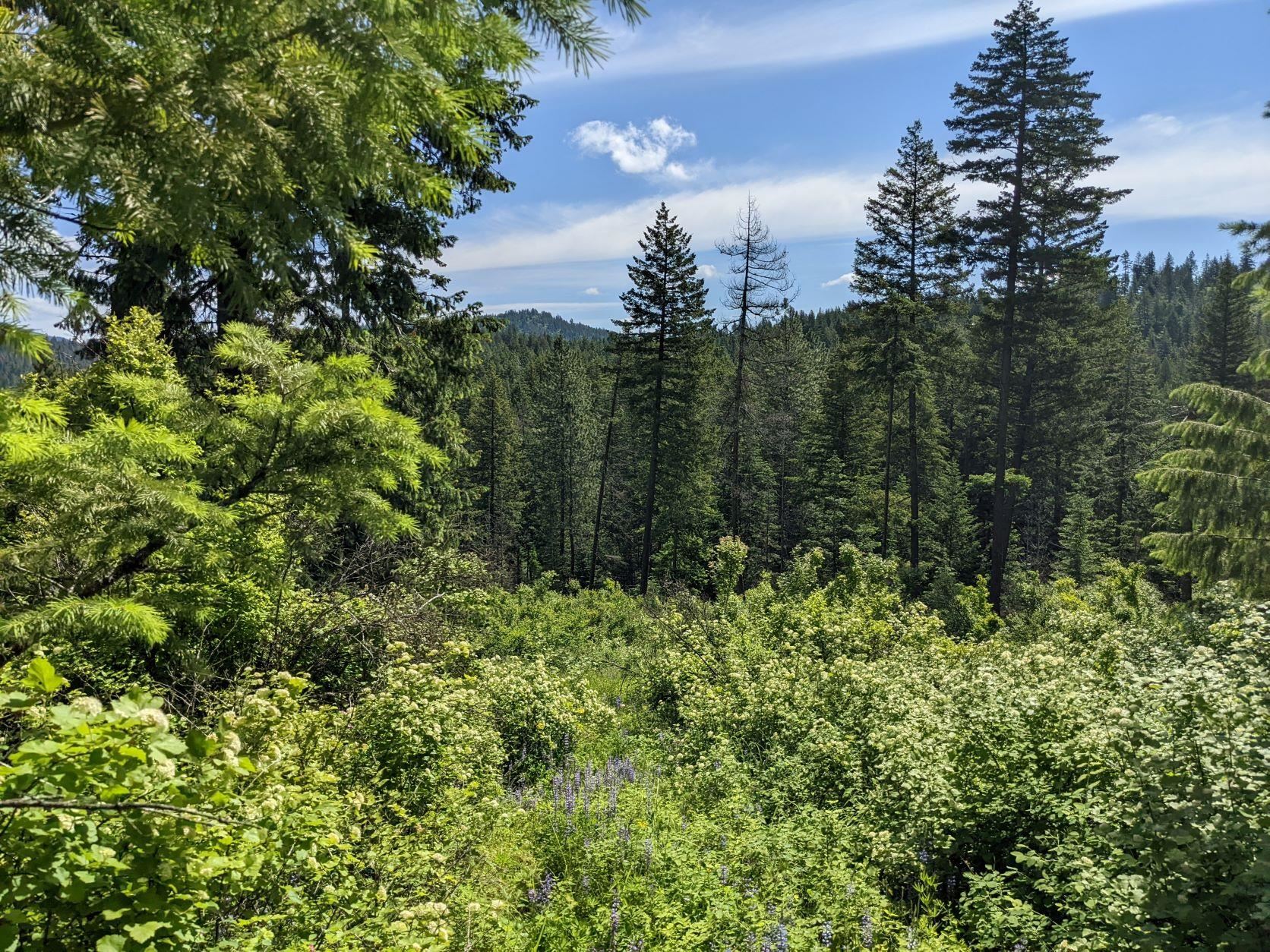 Nna East Bill Gulch Road Mead, WA 99021 - Photo 13 of 16