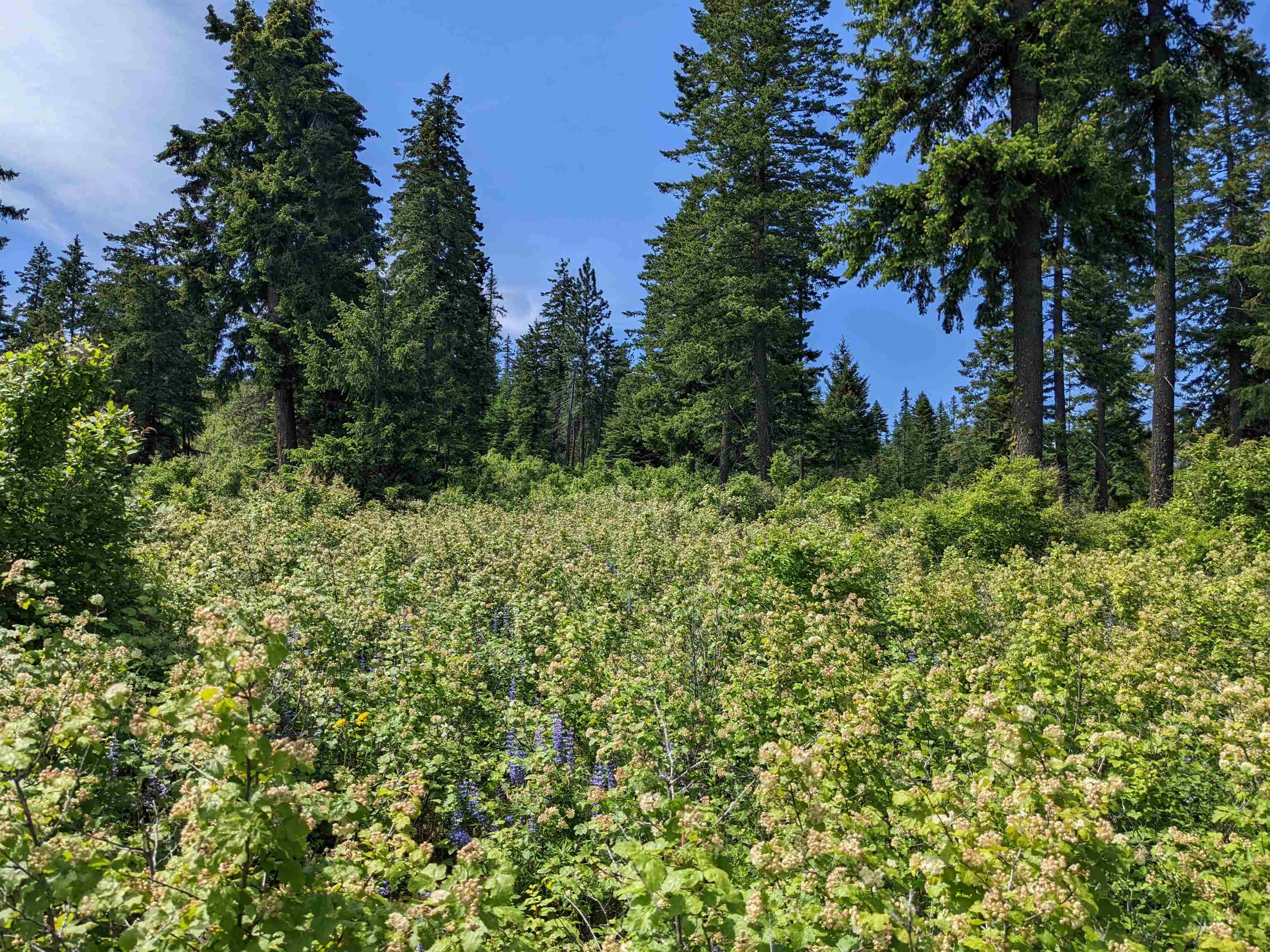Nna East Bill Gulch Road Mead, WA 99021 - Photo 14 of 16