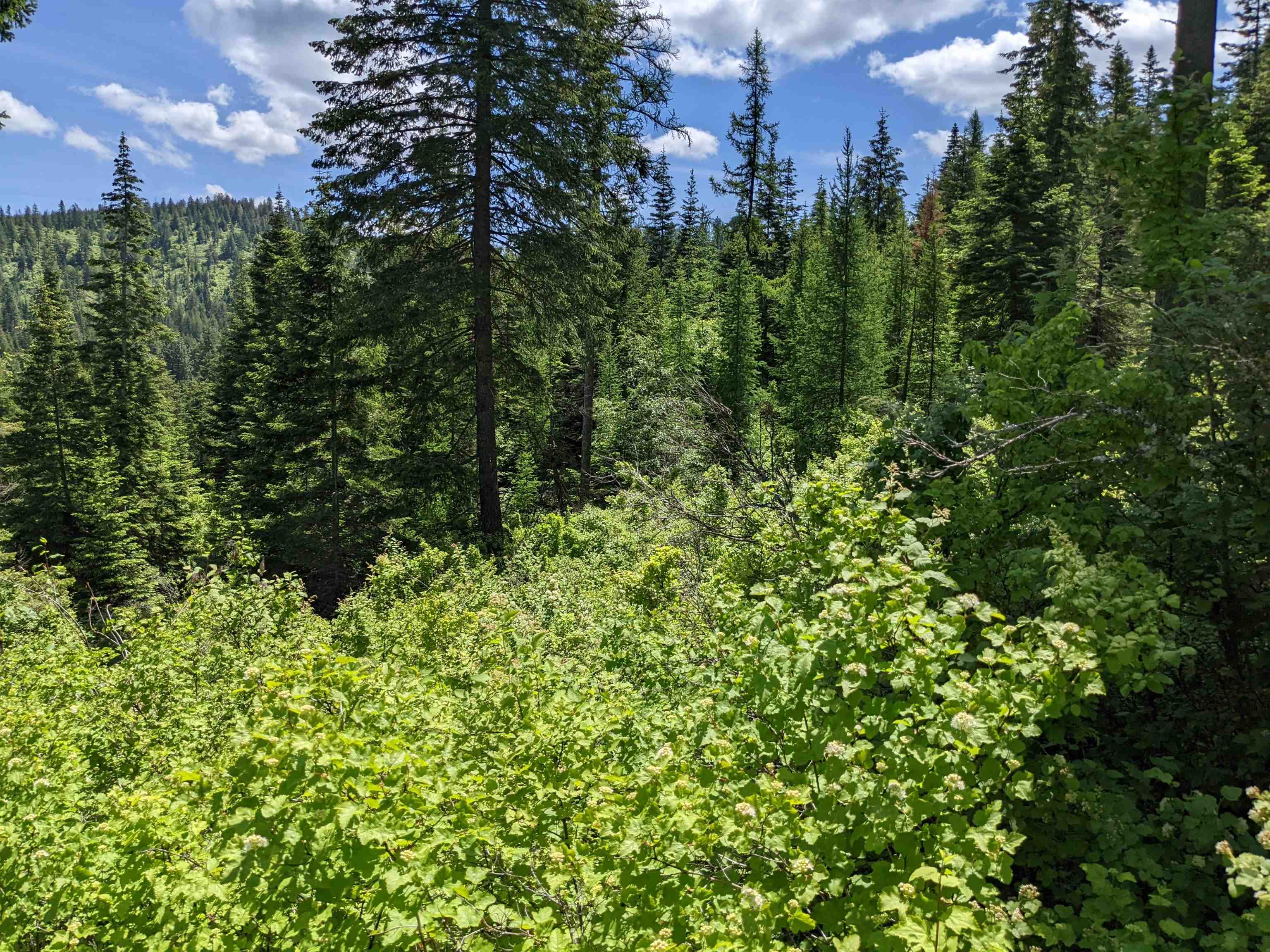 Nna East Bill Gulch Road Mead, WA 99021 - Photo 16 of 16