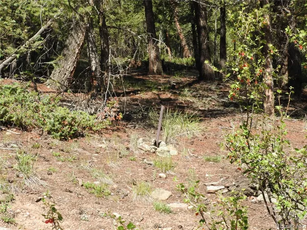 a view of a yard