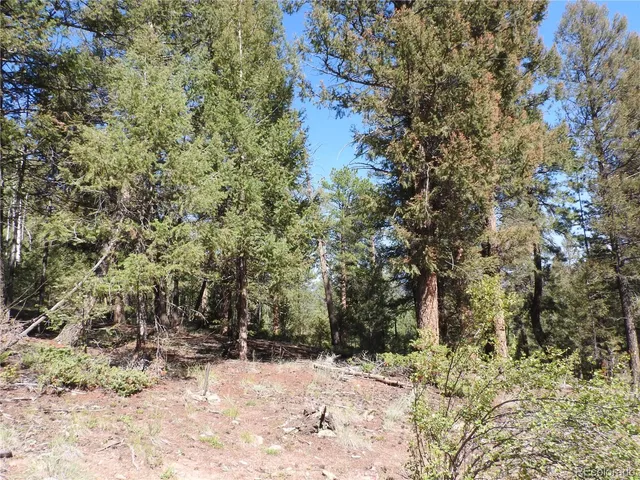 a view of a forest with trees