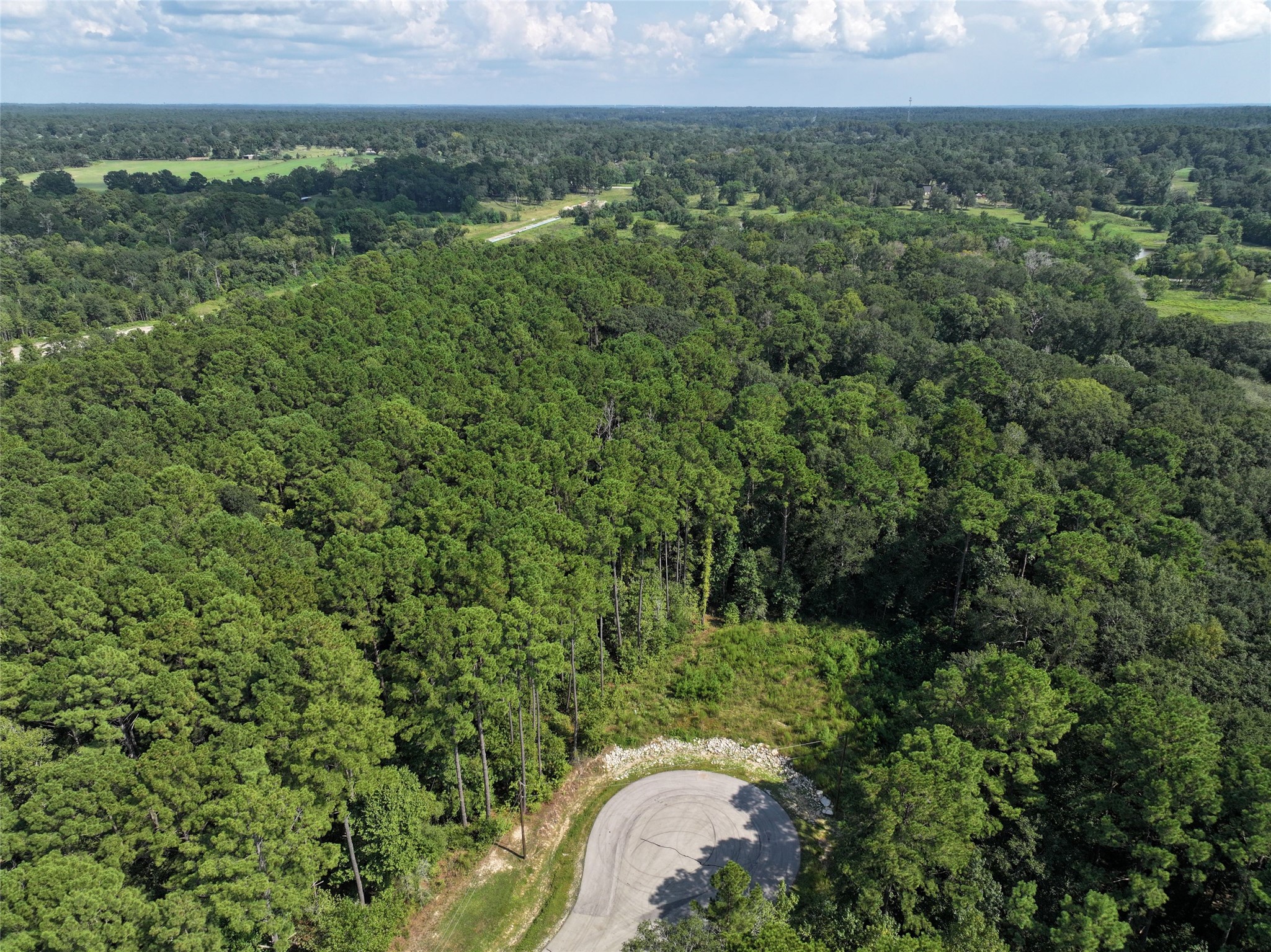 a view of a lush green forest