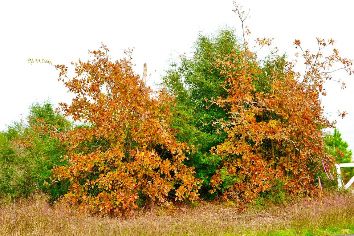 497 Cottle Town Road Smithville, TX 78957 - Photo 18 of 26 View of nature