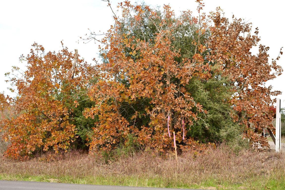 497 Cottle Town Road Smithville, TX 78957 - Photo 19 of 26 View of nature