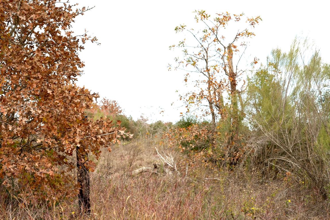 497 Cottle Town Road Smithville, TX 78957 - Photo 20 of 26 View of local wilderness