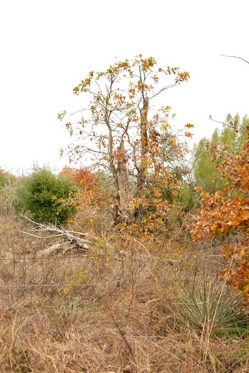 497 Cottle Town Road Smithville, TX 78957 - Photo 21 of 26 View of local wilderness