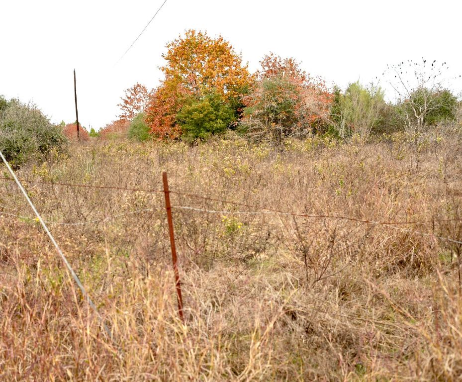 497 Cottle Town Road Smithville, TX 78957 - Photo 22 of 26 View of local wilderness