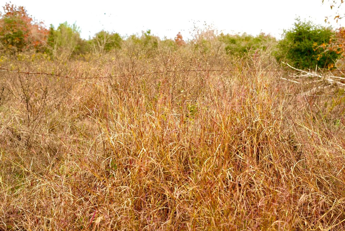 497 Cottle Town Road Smithville, TX 78957 - Photo 24 of 26 View of undeveloped land
