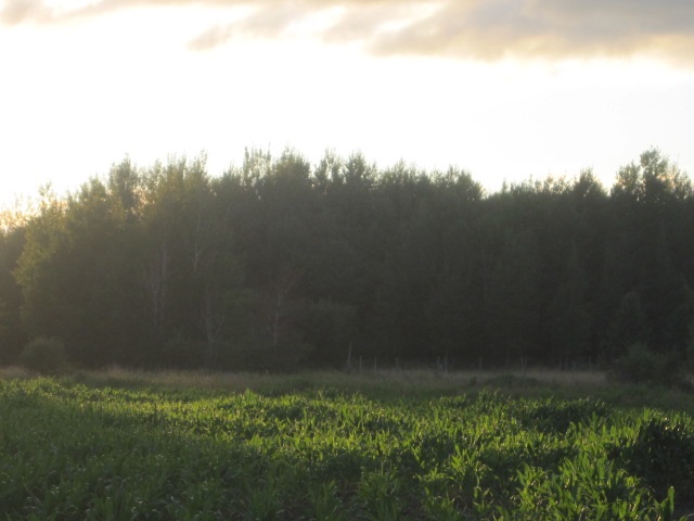 0 Maple Road Edgar, WI 54426 - Photo 1 of 1