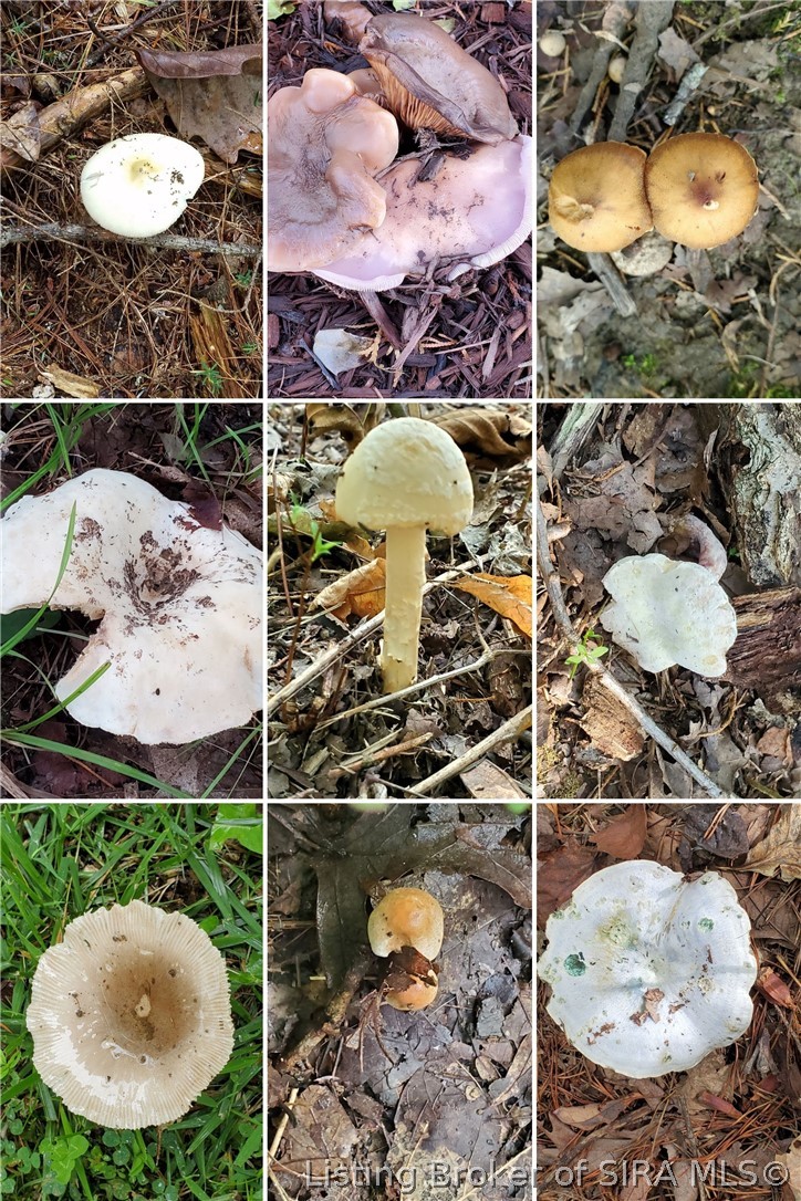 0 Rosewood Road Southeast Elizabeth, IN 47117 - Photo 15 of 24