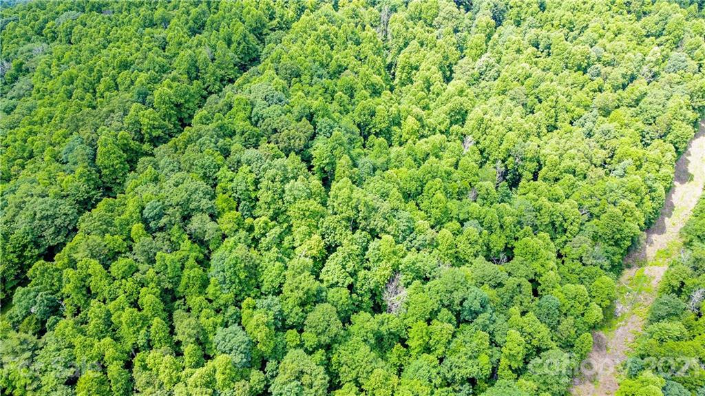 17.52-acres Cabbage Patch Road Burnsville, NC 28714 - Photo 3 of 12 a view of a lush green space