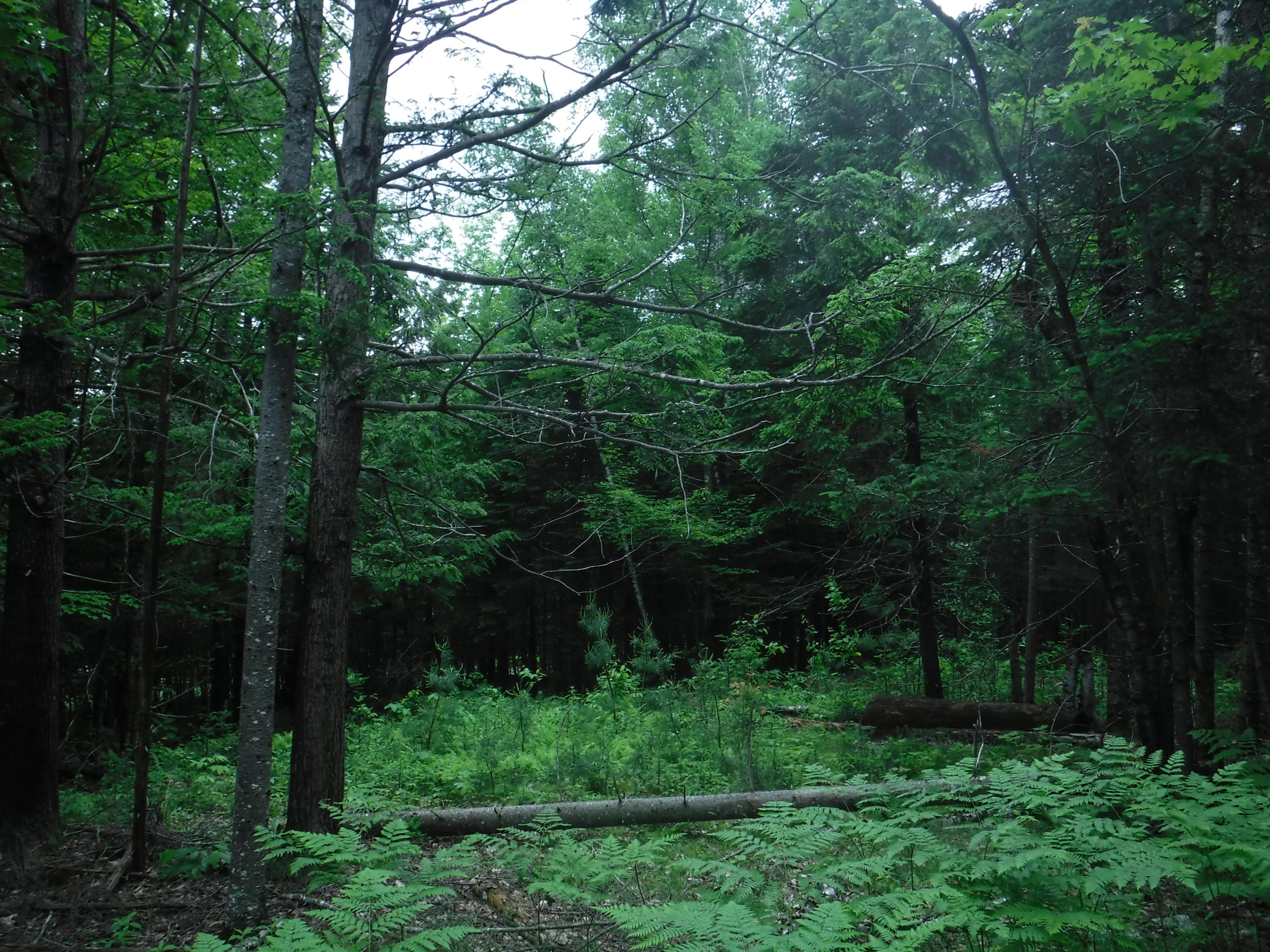 Tbd Mountain View Road Anson, ME 04911 - Photo 12 of 13 DSCF8309