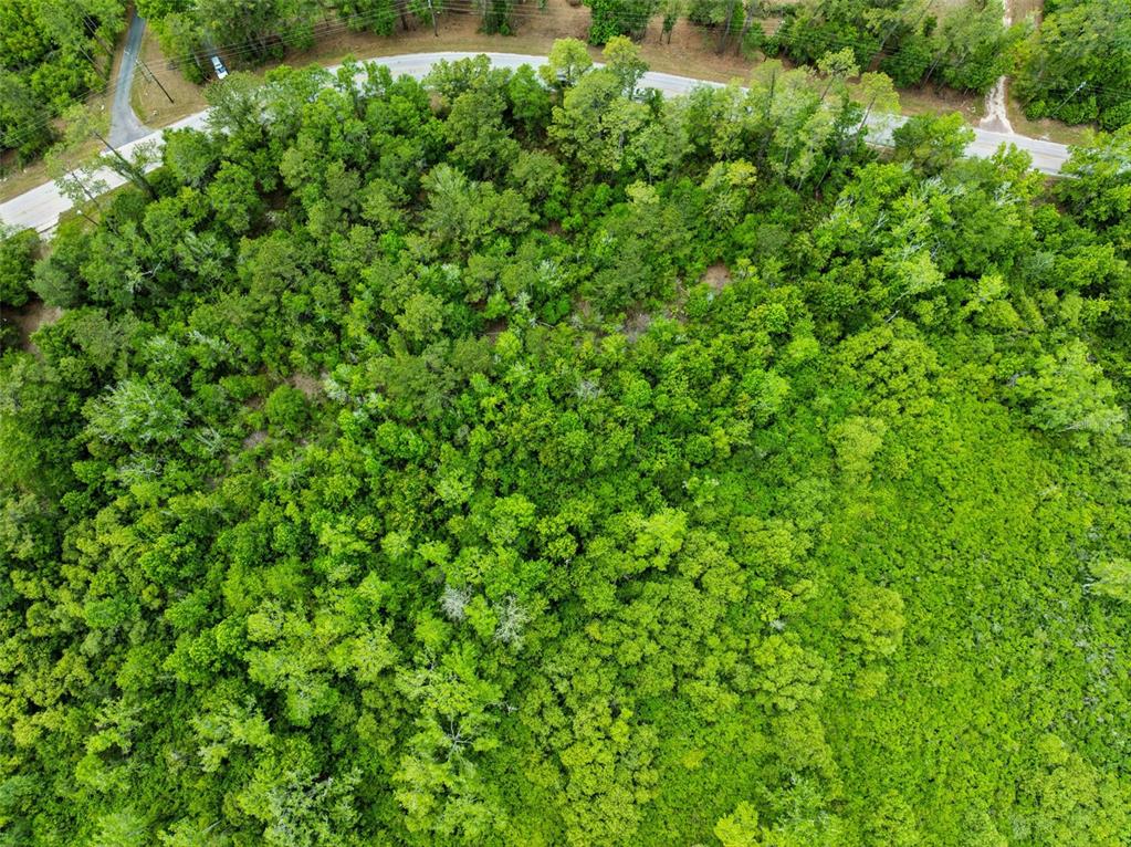 Culbreath Road Brooksville, FL 34602 - Photo 6 of 16 a view of a lush green forest