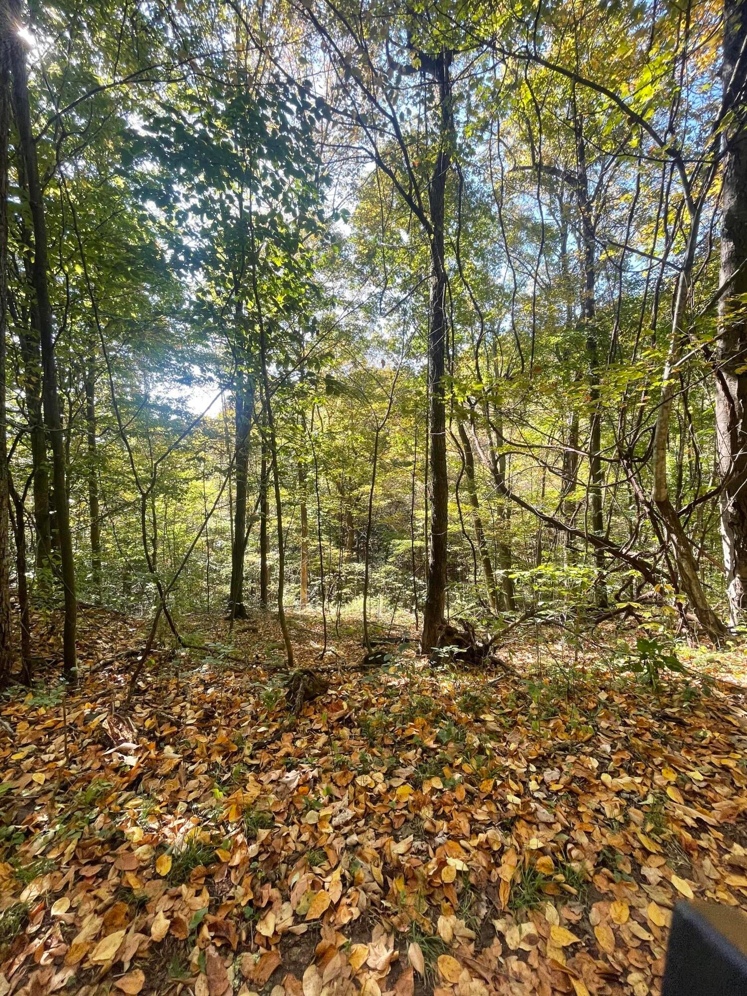 Cornstalk Road Crawley, WV 24931 - Photo 12 of 14 Gallery Image 12