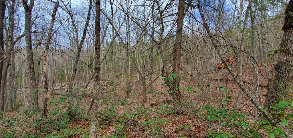 24.5-ac Alleghany Road Max Meadows, VA 24360 - Photo 17 of 38 Gallery Image 17