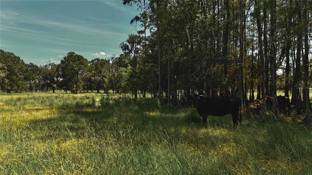 4802 Northwest 50th Road Starke, FL 32091 - Photo 50 of 75 Gallery Image 50