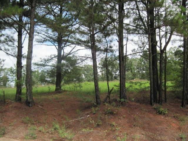 a view of a forest with trees in the background