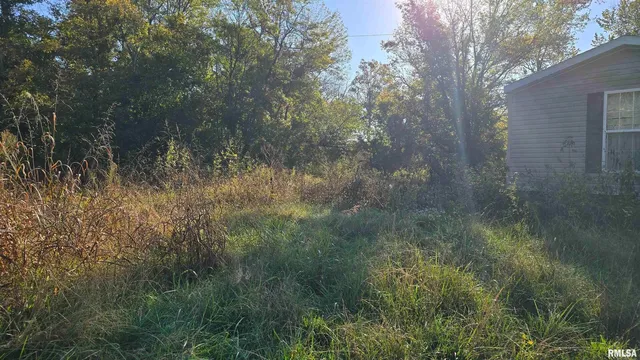 a view of a forest with trees in the background