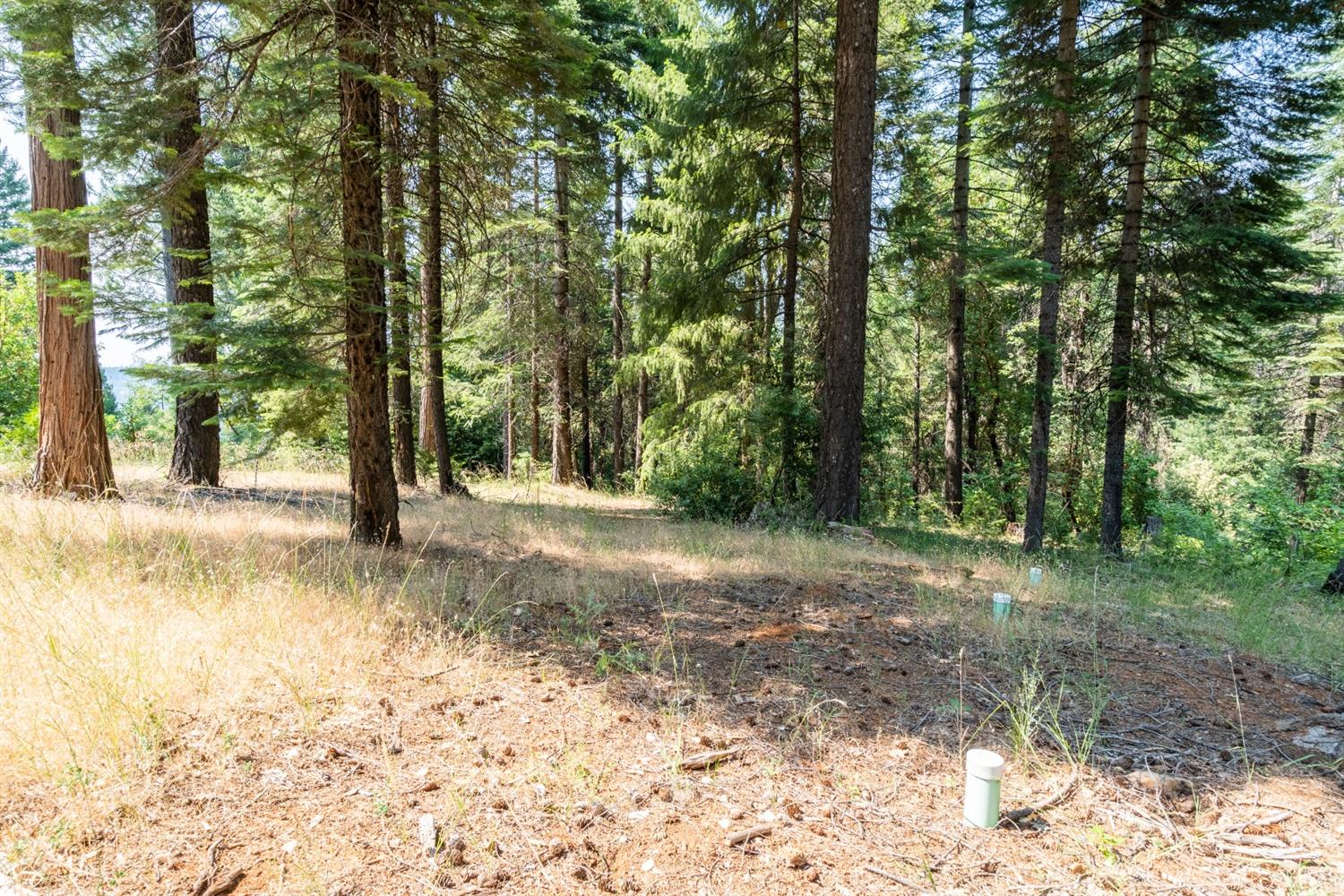 13518 Quaker Hill Cross Road Nevada City, CA 95959 - Photo 16 of 30 a view of a tree with a yard