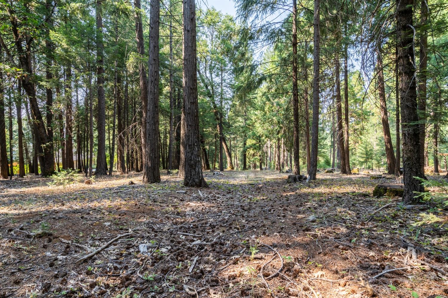 13518 Quaker Hill Cross Road Nevada City, CA 95959 - Photo 19 of 30 a backyard of a house with lots of green space