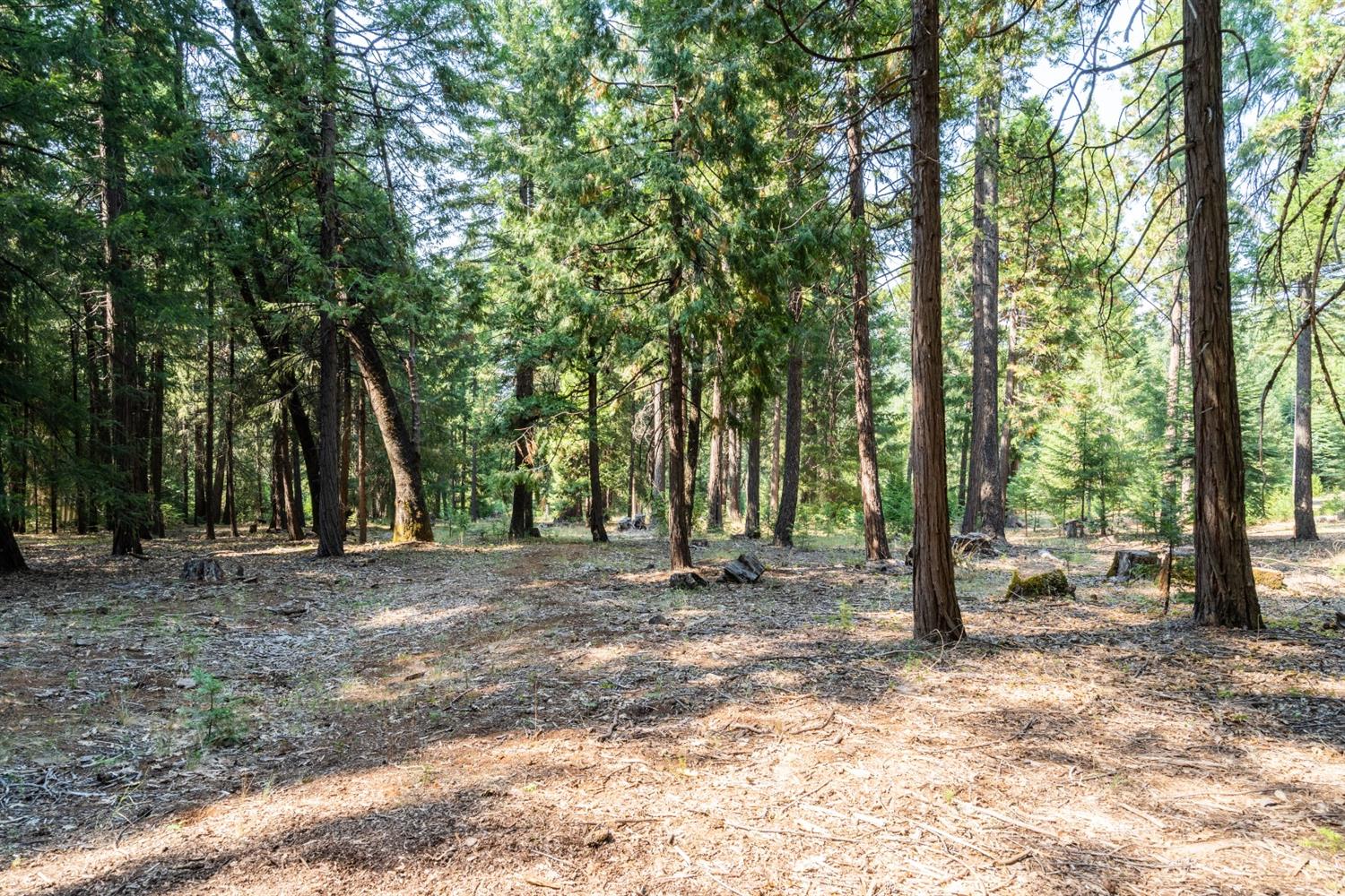 13518 Quaker Hill Cross Road Nevada City, CA 95959 - Photo 20 of 30 a view of a tree in the middle of a forest