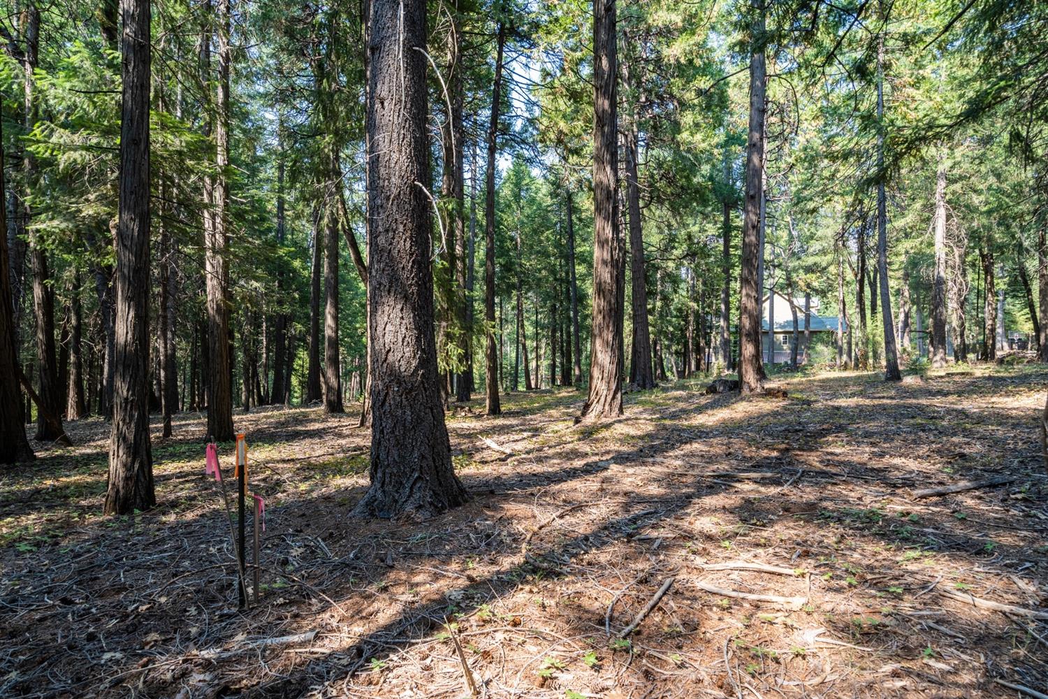 13518 Quaker Hill Cross Road Nevada City, CA 95959 - Photo 21 of 30 a view of outdoor space with trees