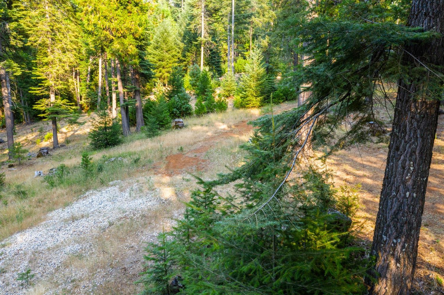 13518 Quaker Hill Cross Road Nevada City, CA 95959 - Photo 27 of 30 a view of a yard with plants and a large trees