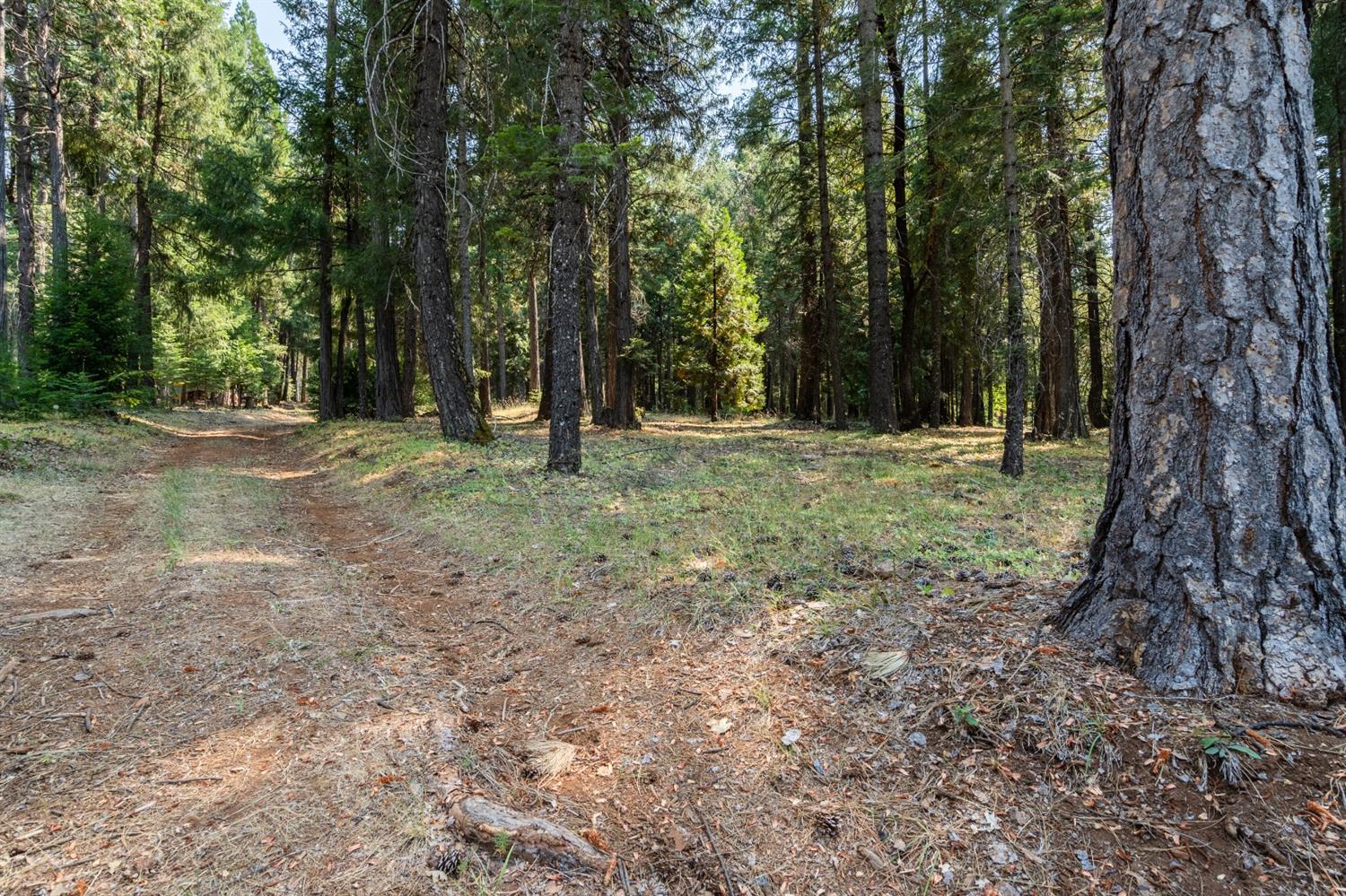 13518 Quaker Hill Cross Road Nevada City, CA 95959 - Photo 5 of 30 a view of a forest with trees in the background