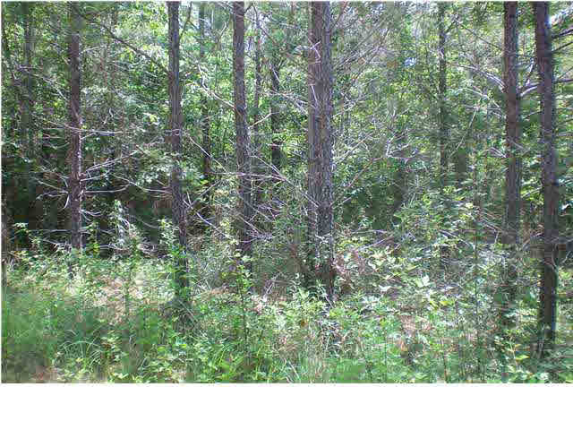 2 Beaverdam Road Camden, MS 39045 - Photo 3 of 7 Photo 3