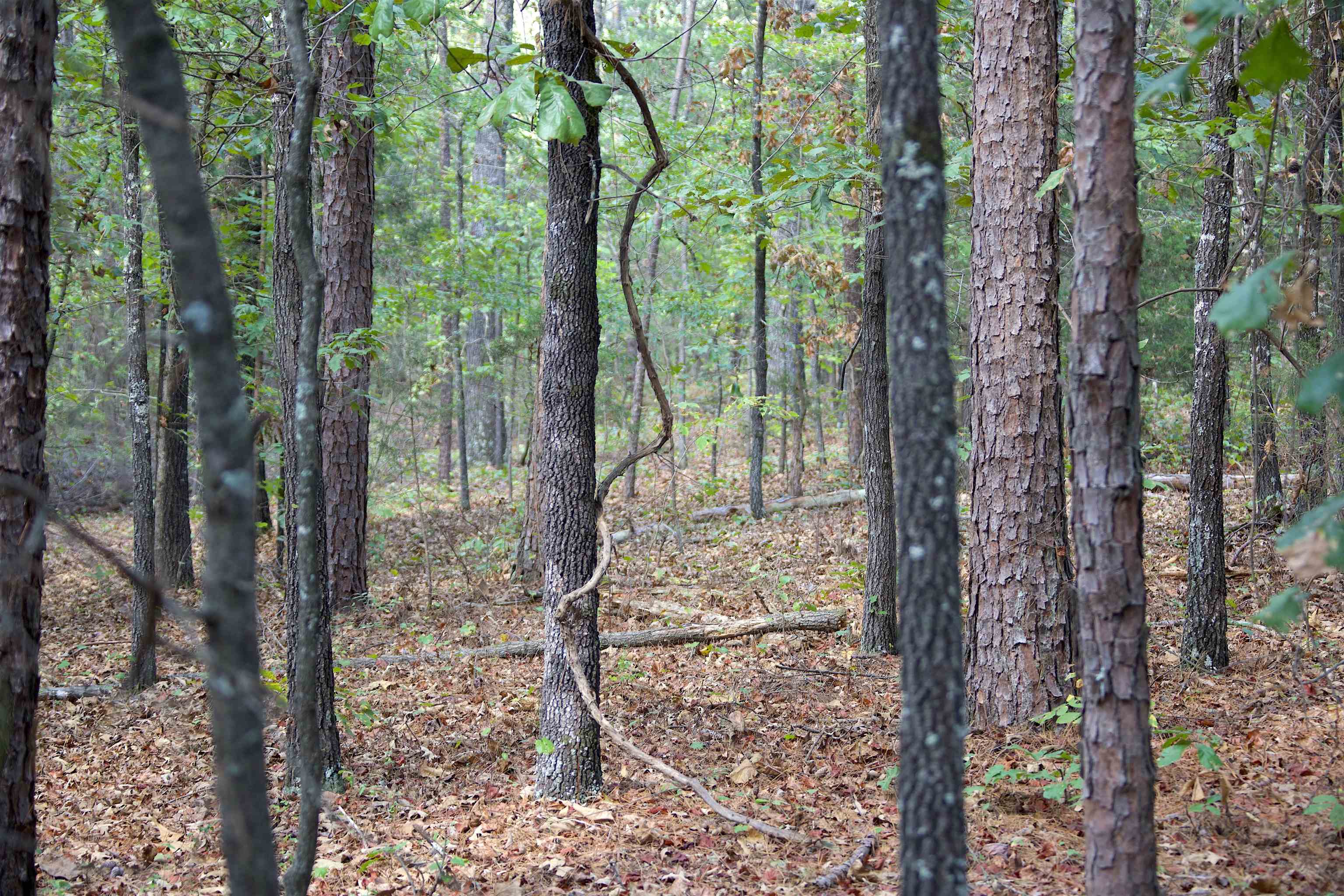 View of tree filled area