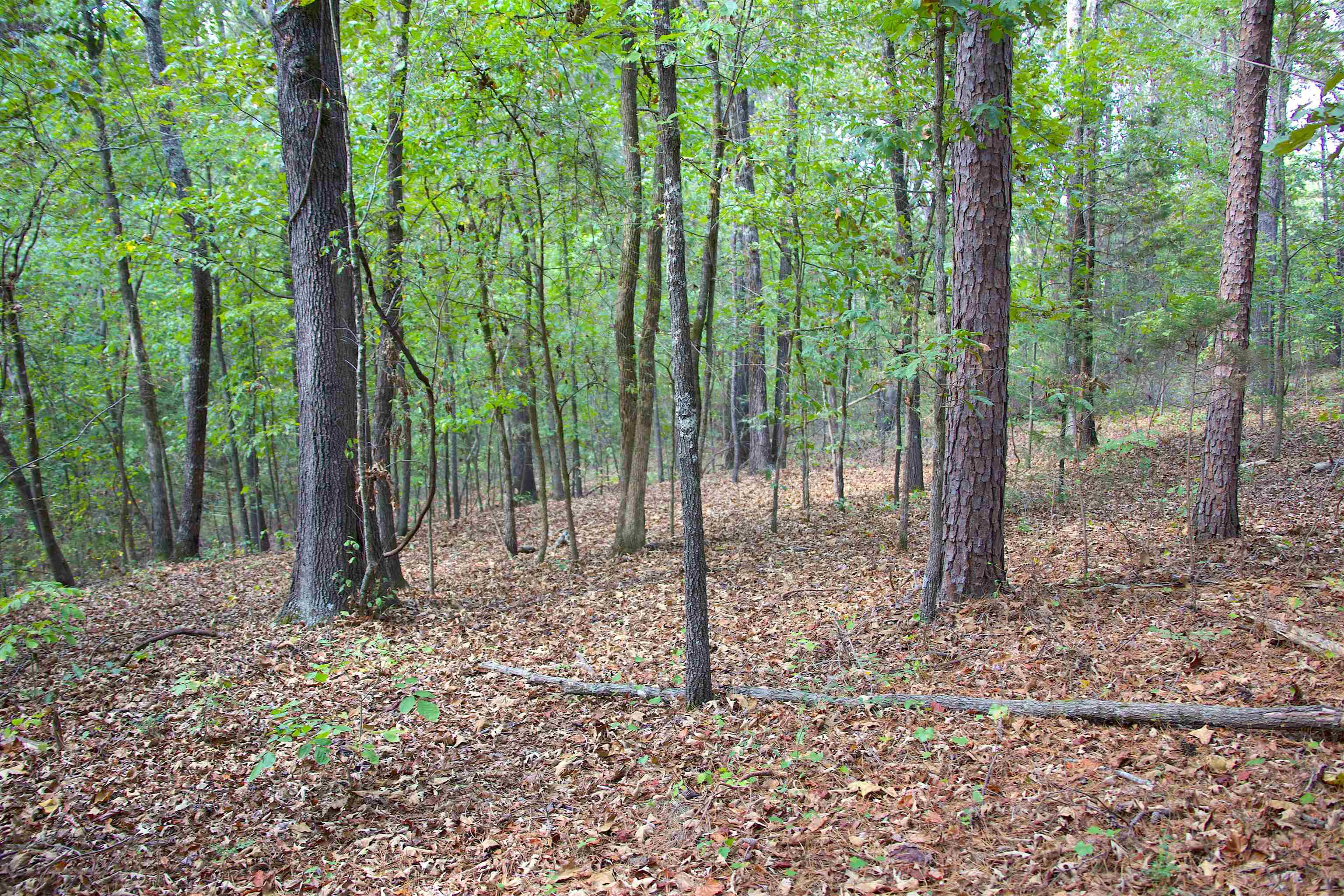 914 Park Swain Road Grand Junction, TN 38039 - Photo 11 of 18 a backyard of a house with lots of green space