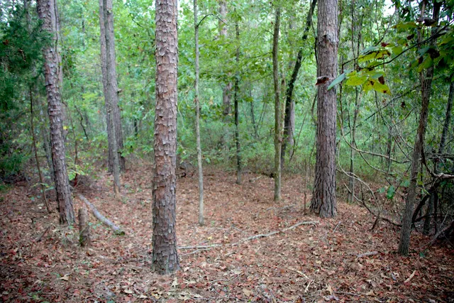 a view of a forest that has large trees