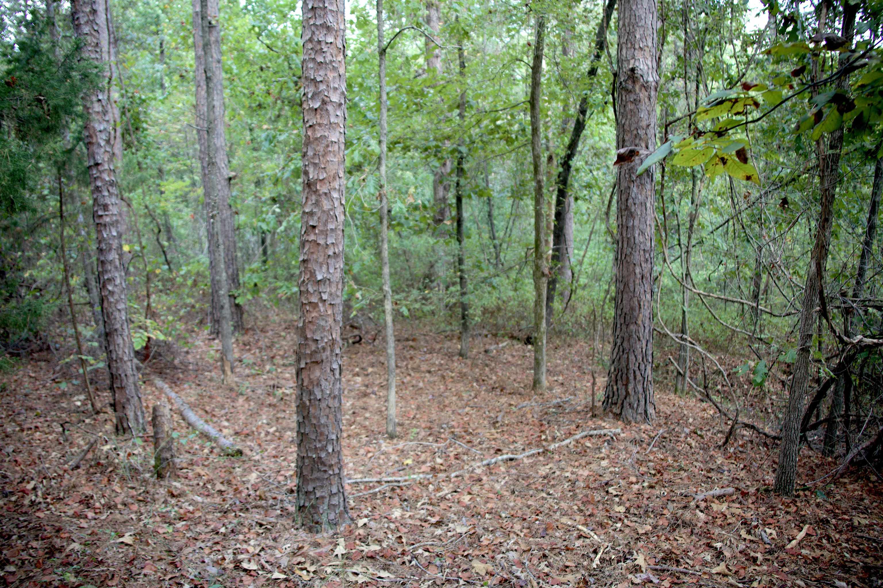914 Park Swain Road Grand Junction, TN 38039 - Photo 12 of 16 a view of a forest that has large trees
