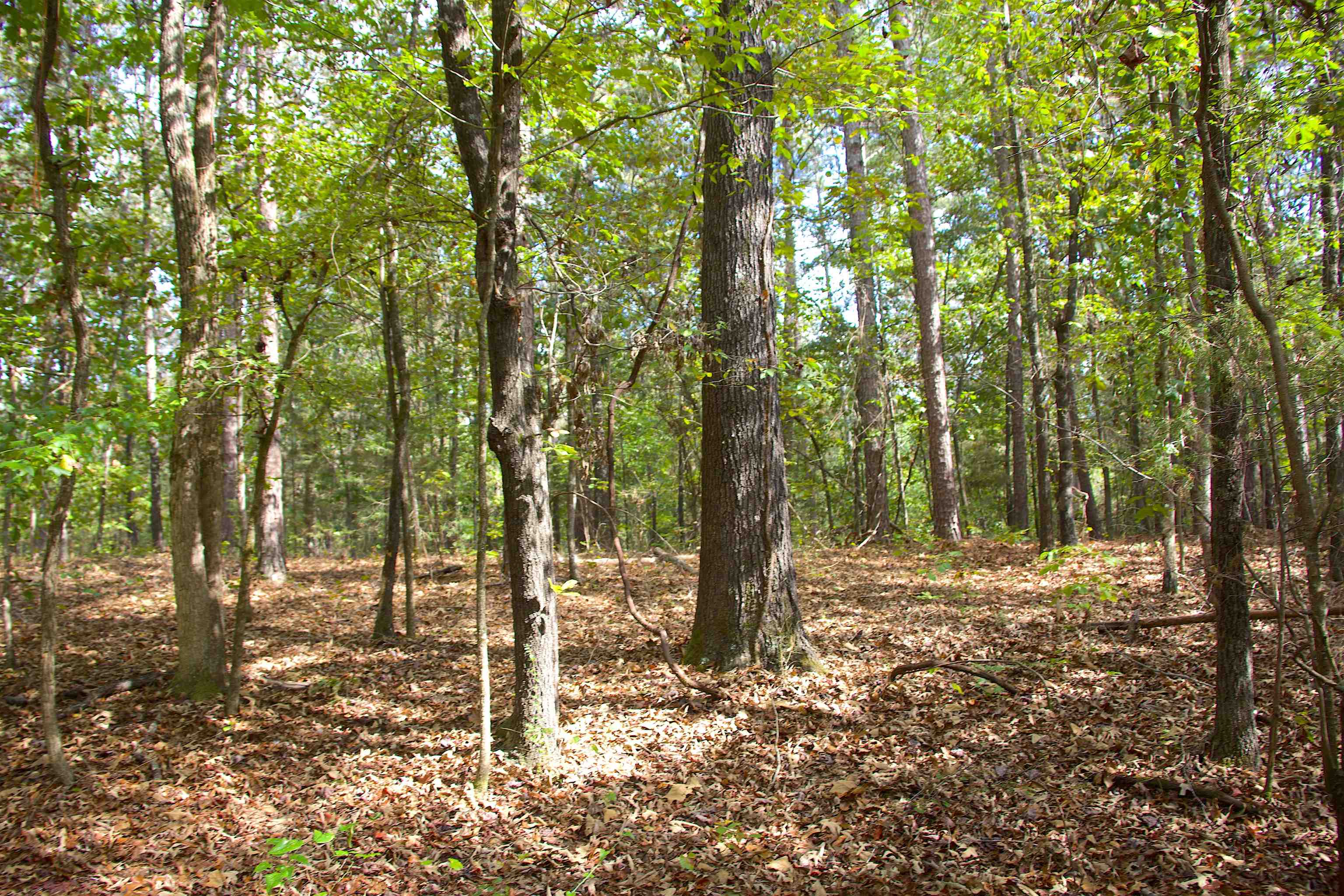 914 Park Swain Road Grand Junction, TN 38039 - Photo 13 of 18 a backyard of a house with lots of green space