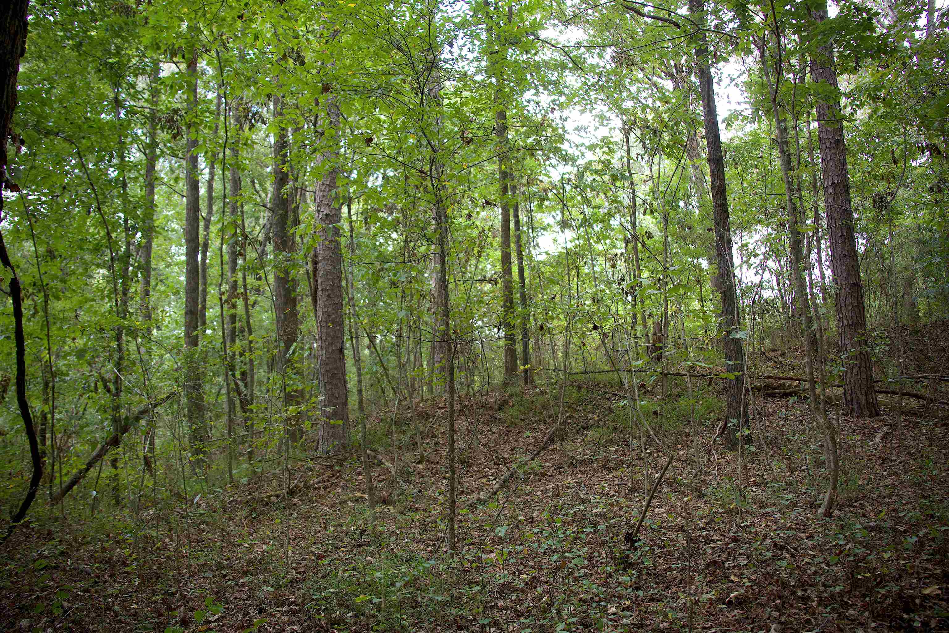 914 Park Swain Road Grand Junction, TN 38039 - Photo 5 of 18 View of wooded area
