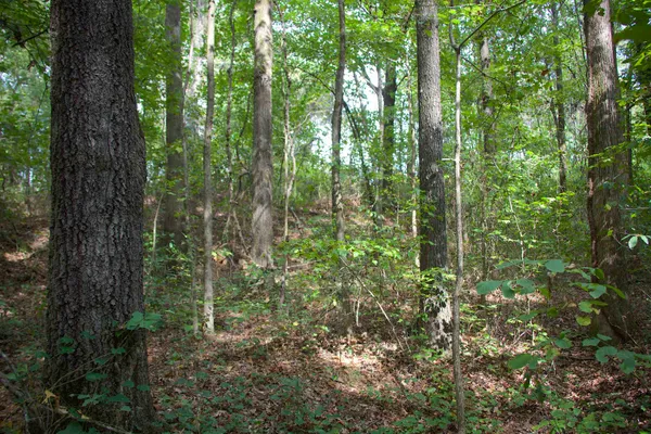 $119,250 | 914 Park Swain Road, Grand Junction, TN 38039